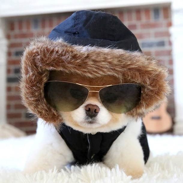 dog with sunglasses on and hood up