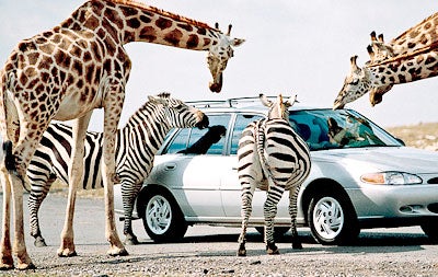 Three giraffes and two zebras surround car