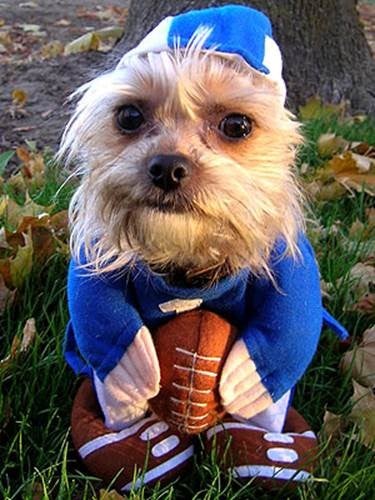 Dog in football uniform