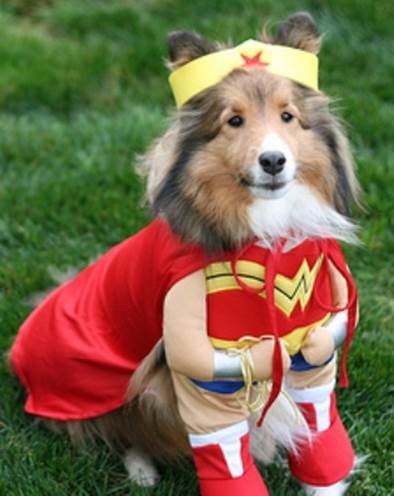 dog in a wonder women outfit