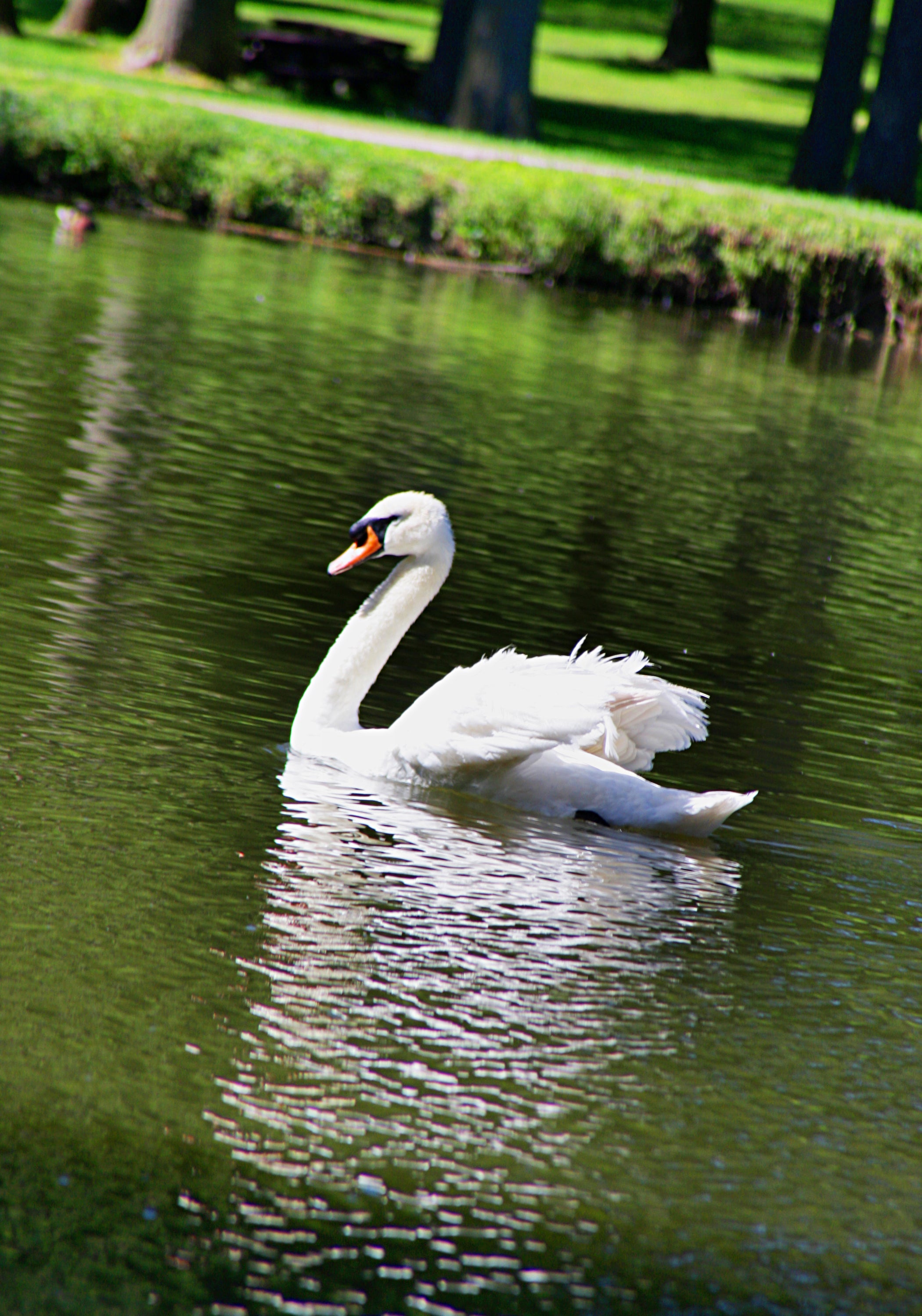 swan on pond