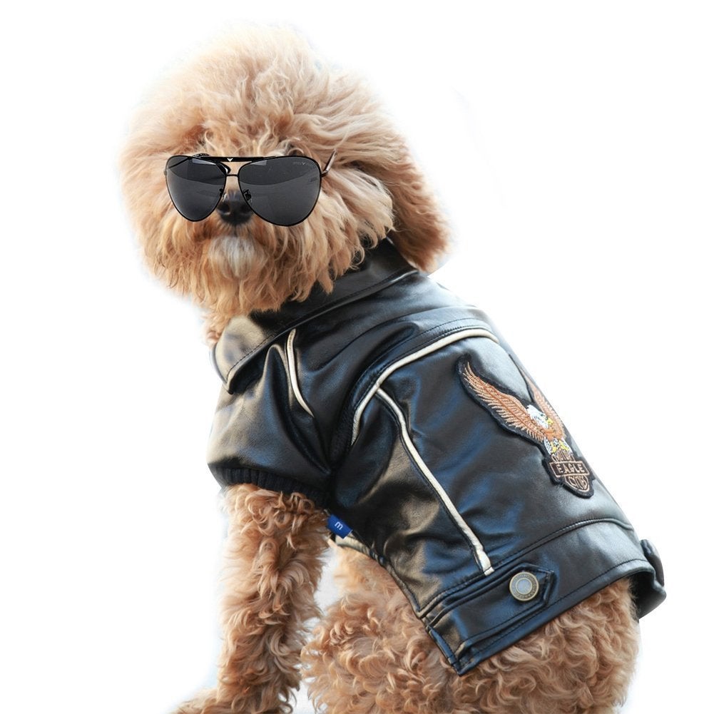 Dog in leather jacket and black sunglasses