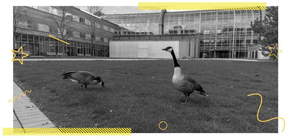Geese on the grass near DC Library