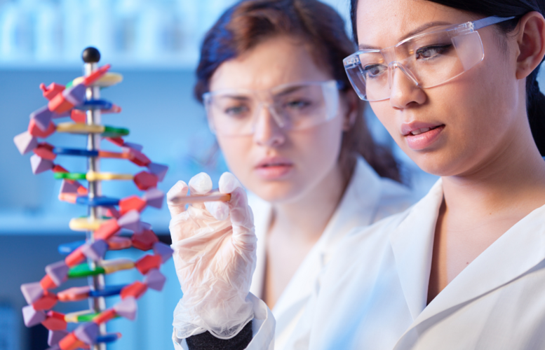 Two women examining DNA structure model