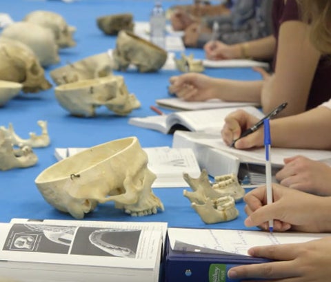 A lab table with various skulls and students writing in notebooks