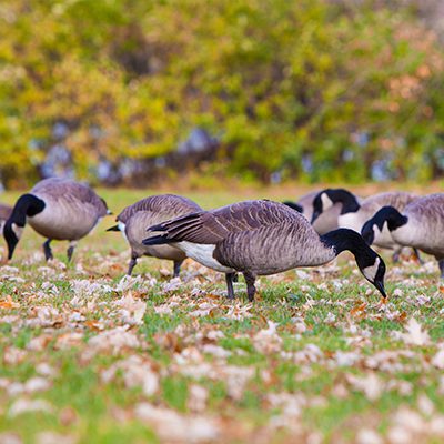 Geese in the fall leaves