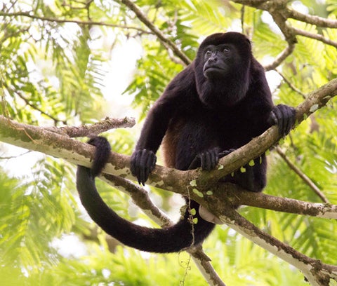A howler monkey perches on a tree in the jungle. Its face and fur are dark brown, and its tail is curled around a branch.