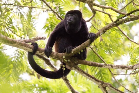Black Howler Monkey in tree