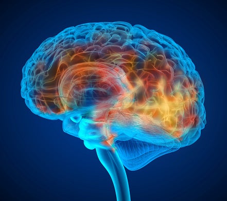 A 3D illustration of a human brain.