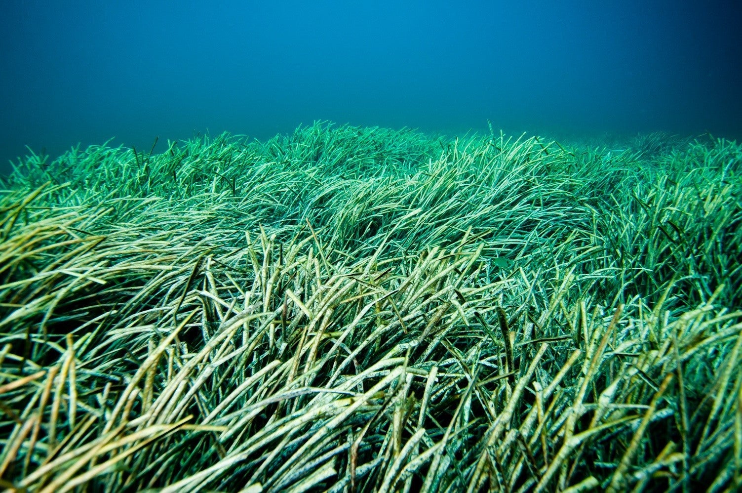 aquatic vegetation