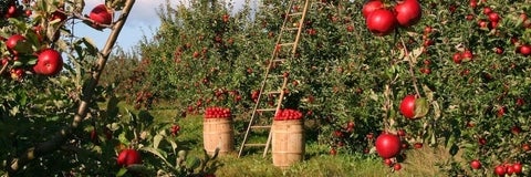 Apple orchard