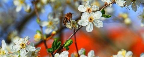 Bee on a flower