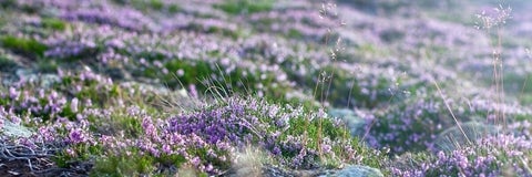 Common heather