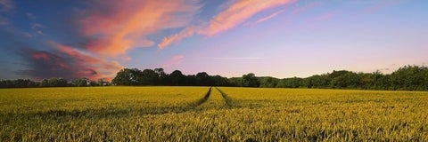 Field of wheats