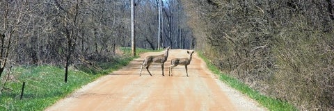 Whitetail deers