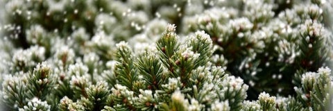 Fir with snow on top