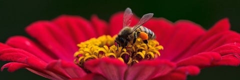 Bees on a flower