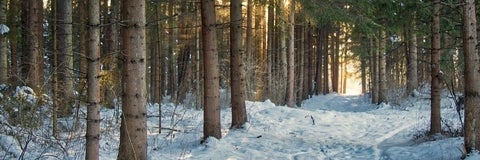 Forest walkway covered in snow