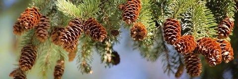 Pine cones