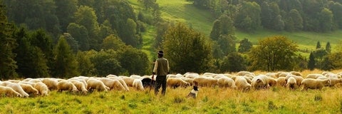 Sheep, shepard and a dog