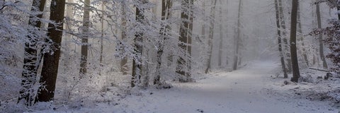 Forest in the winter