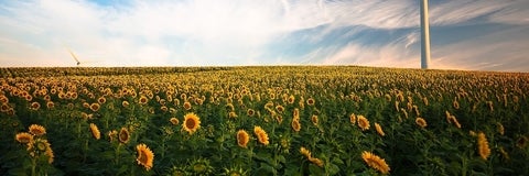 Sunflower field