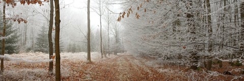 Forest at the start of winter