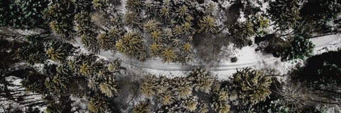 Top view of the forest in the winter