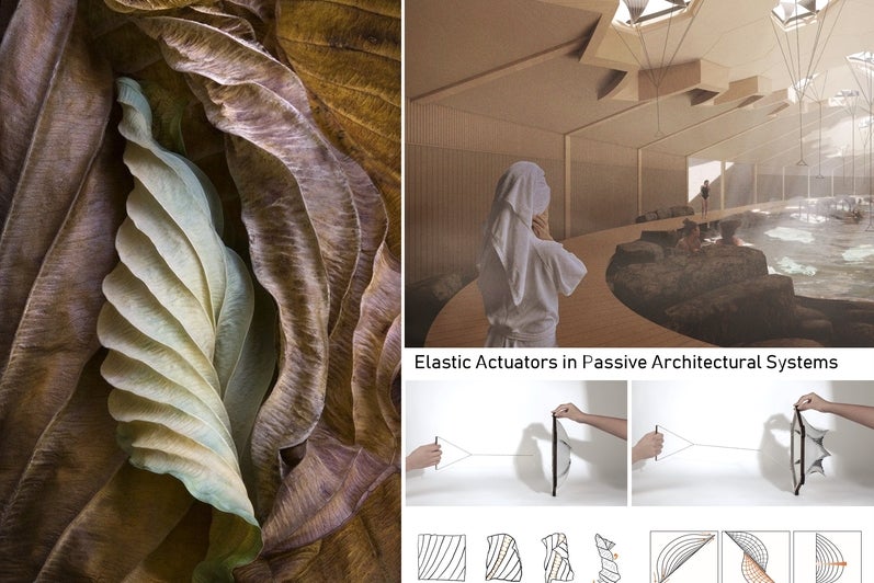 Architectural research project of a Climate responsive design based on a plantain lily