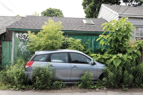 Car parked in a bush