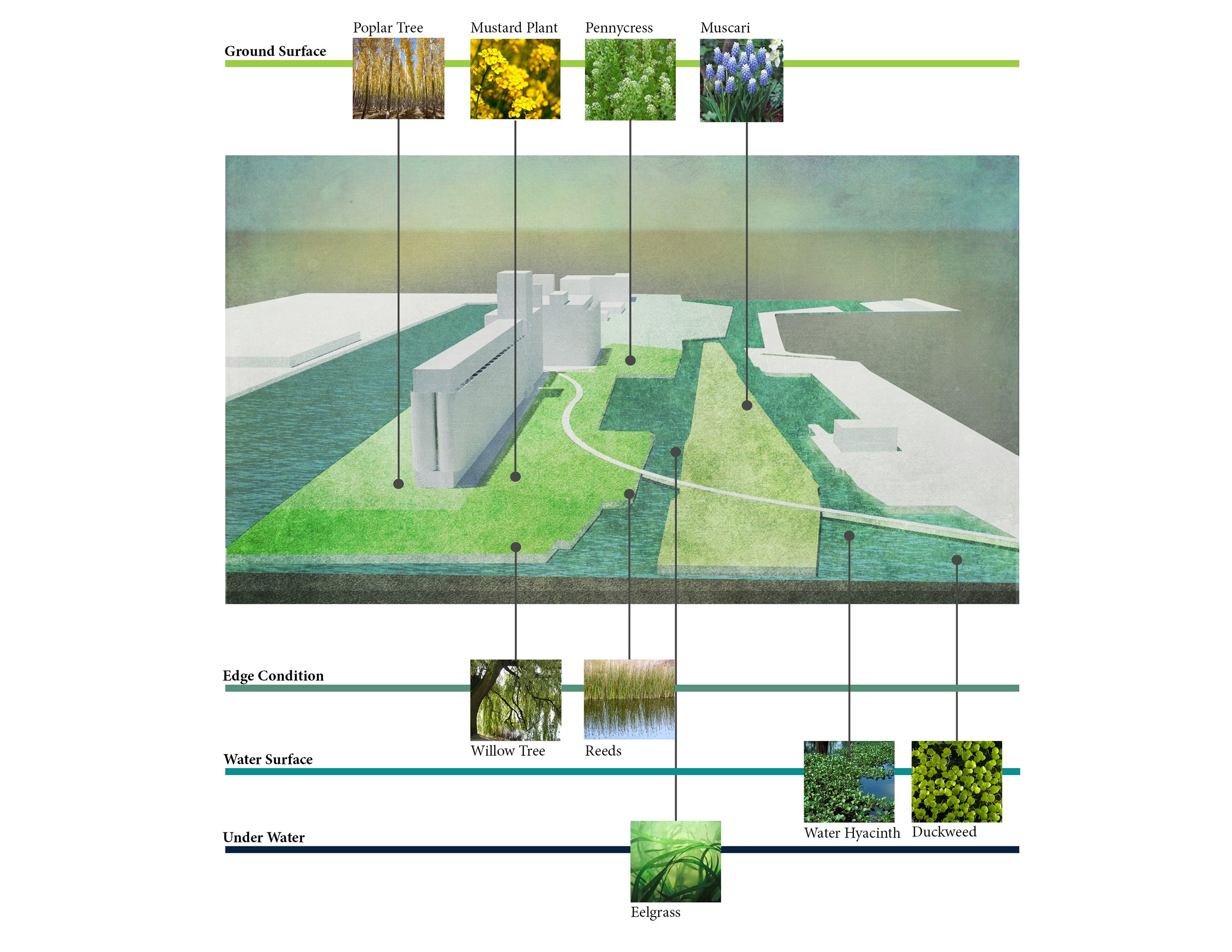 Diagram showing phytoremediation strategies on the site