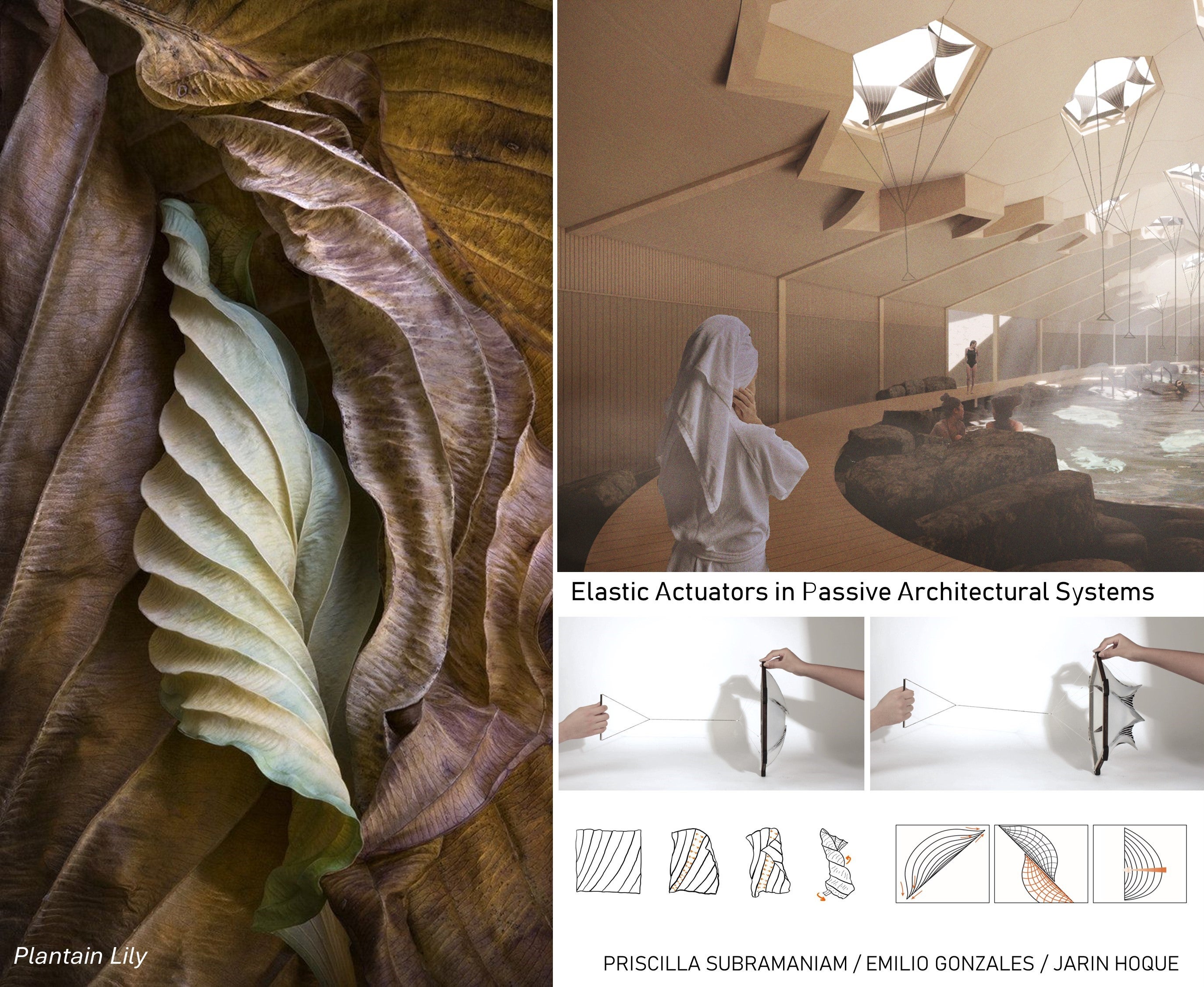 Architectural research project of a Climate responsive design based on a plantain lily