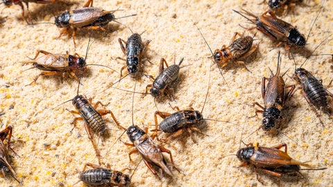 Crickets in a food production facility.