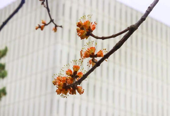 springtime buds with Dana Porter Library in background