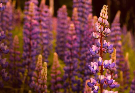 a field of lupin flowers