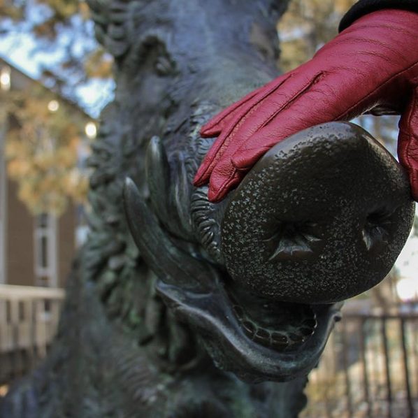 A red glove rubbing the boar statue's nose for good luck