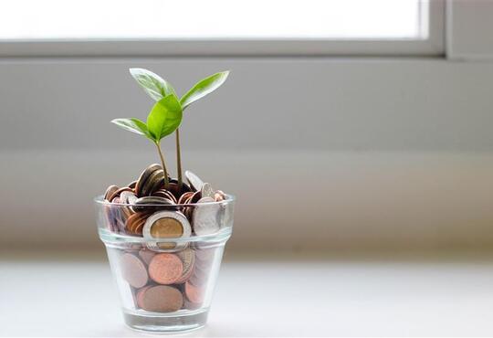 cup of coins with plant inside