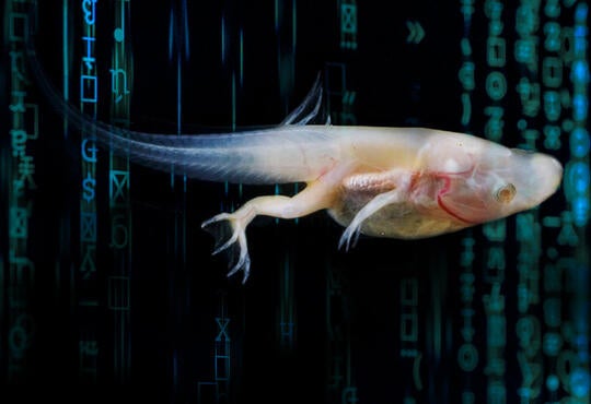 a transparent frog-like creature. Background of strings of code 