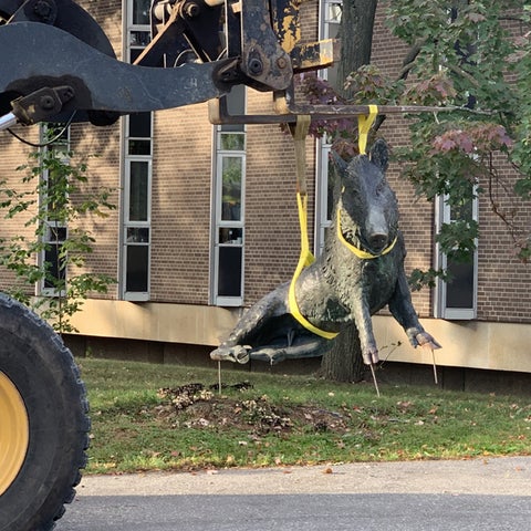 A piece of heavy machinery lifts and carries the boar statue, thanks to bright yellow straps fastened around his neck and waist.