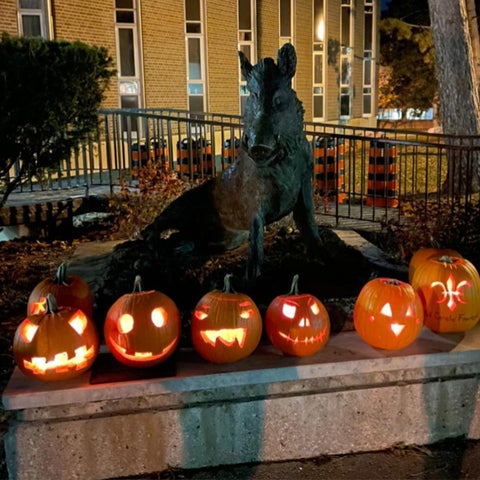 The boar statue at night with a row of glowing jack o'lanterns sitting out front. 