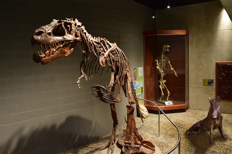 Porcellino stands among the dinosaur skeletons on display in the Earth Sciences Museum
