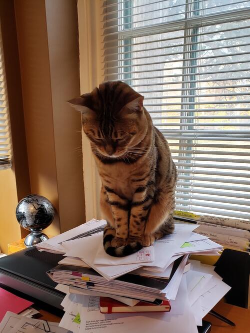 Cat sitting on top of a large pile of books and papers