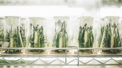 lab beakers with plants growing inside
