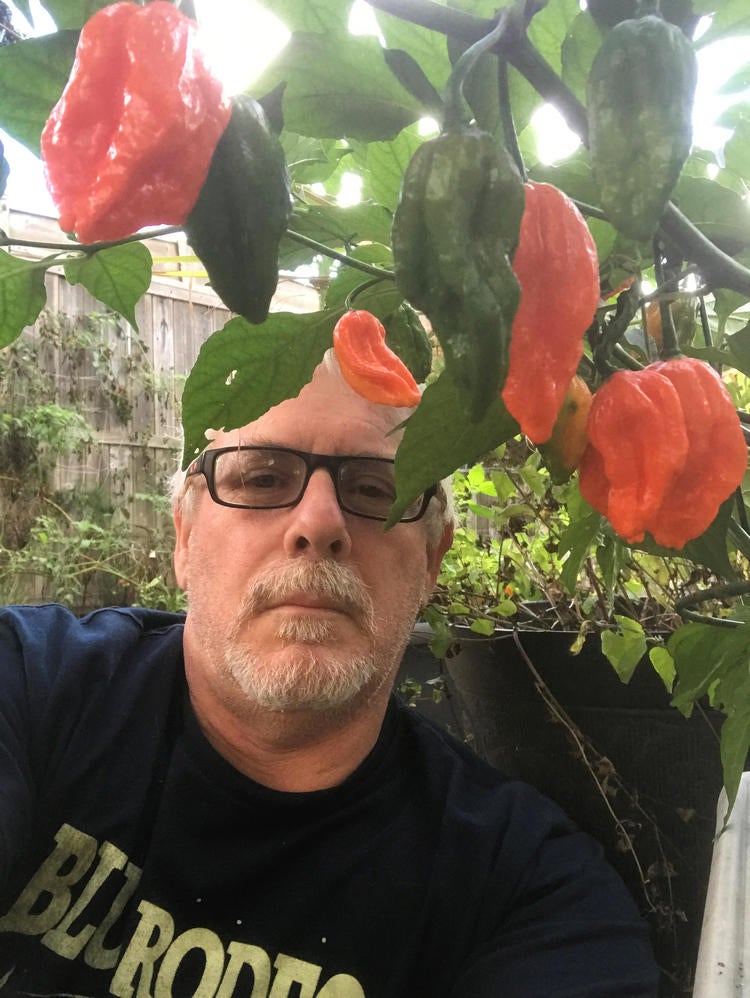 Doug Peers with peppers in garden