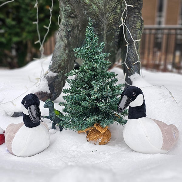 Two toy geese sitting in the snow by a miniature Christmas tree. There's a toy dinosaur in the background.