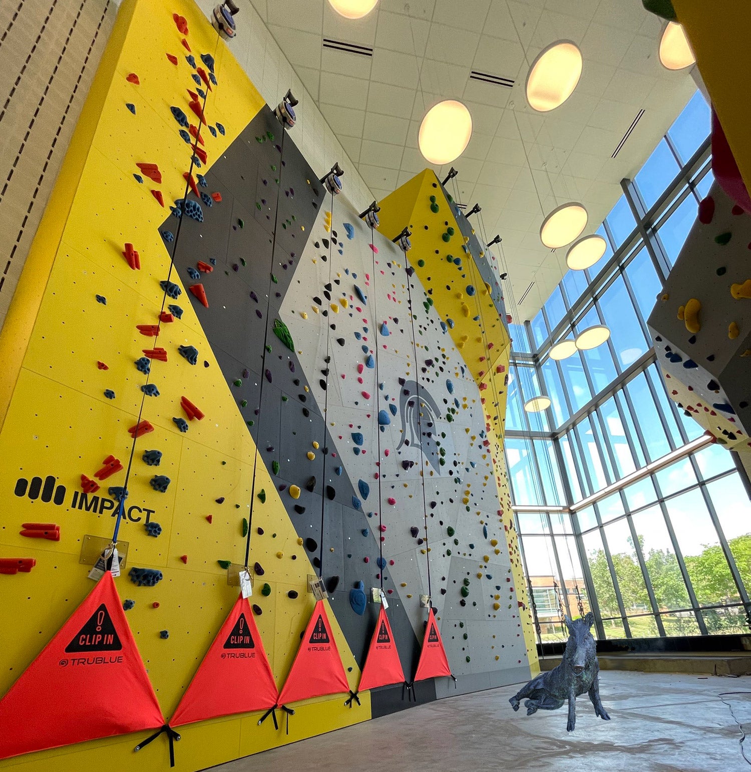 Porcellino standing by the climbing wall in the Physical Activities Complex.