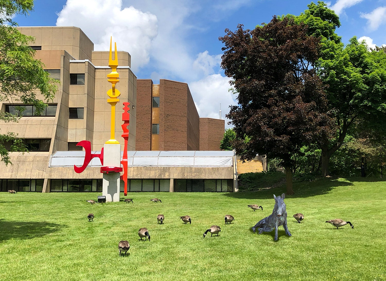 Porcellino among a group of hungry Canada geese on the lawn outside the PAS building, near the Pickle Forks sculpture