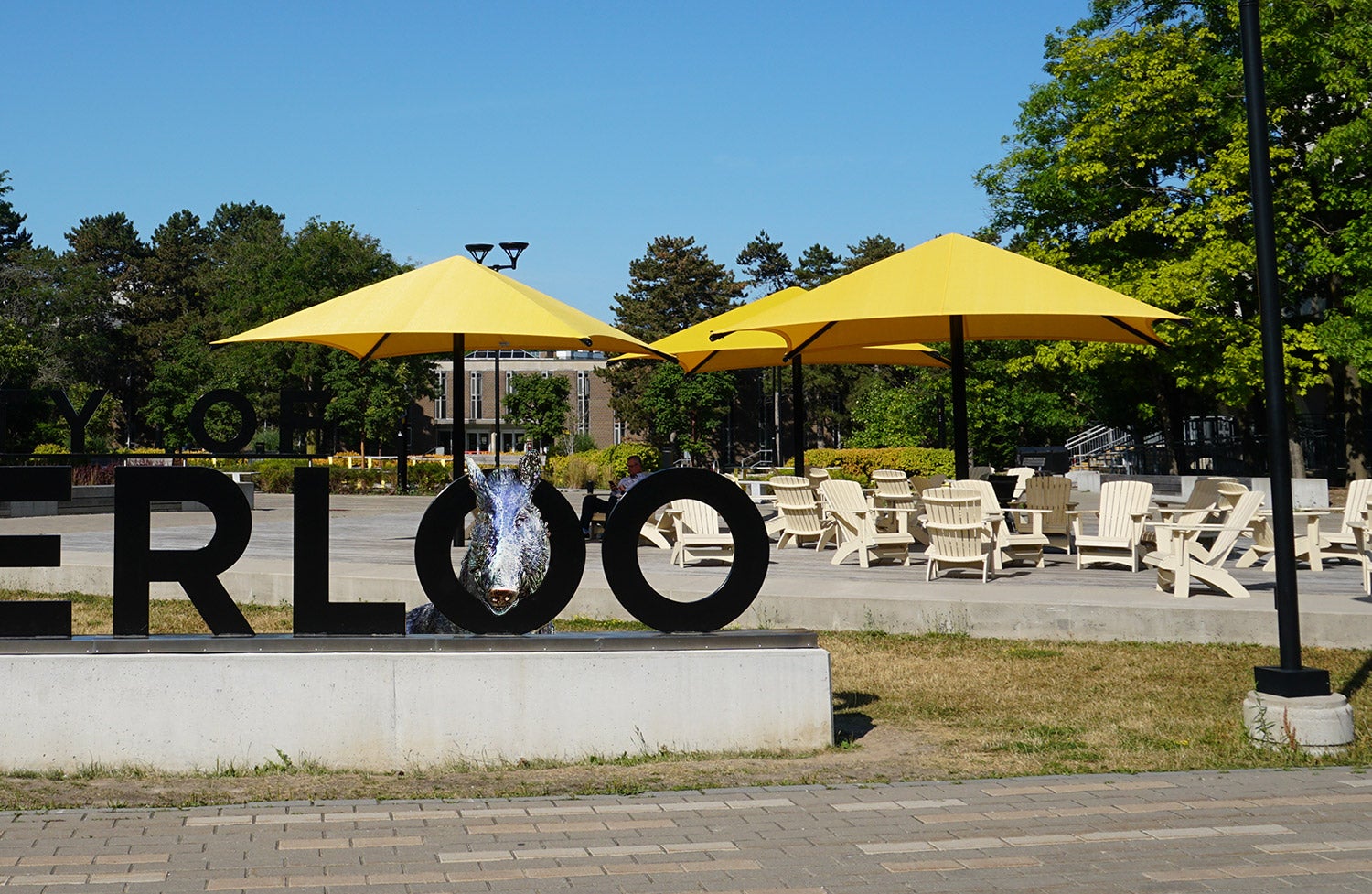 Porcellino sticks his head through the "o" in the Waterloo sign. The gold umbrella covered seating area in the Quad is in the background