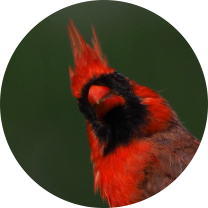 Close up of.a cardinal looking over its shoulder in surprise. It's beak isn't quite lined up, making it look both angry and confused.