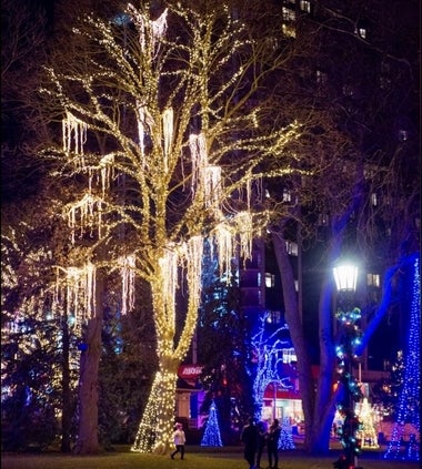 Trees decorated with lights